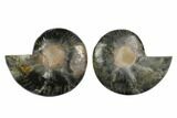 Cut/Polished Ammonite Fossil - Unusual Black Color #132706-1